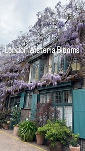 11 reactions | Oh, wistful wild wisteria, Your lilac blooms delight,...