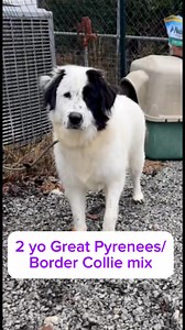 2.4K views · 75 reactions | Adopt Aurora, a 2 yo female Great Pyrenees/ Border Collie mix, thru RuffLoveRescue.com, Thomasville, NC #ruffloverescue #rescuedismyfavoritebreed #greatpyreneesmix #bordercolliemix #boost | Ruff Love Rescue | Facebook