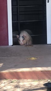 34 reactions | We finally got our outside area fenced in for Thelma and Louise. Today was their first day outdoors since we took them in. Today they spent a lot of time outdoors in the sun and then when they were ready they went back into the barn on their own. Both girls are adjusting very nicely and now have a very nice big area where they can be safely outdoors. | ToRescue.org | Facebook