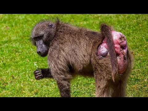 Florida's Baboon Battle: A Survival Guide