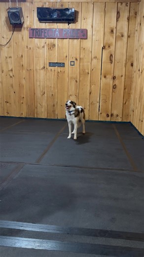 Learned stand last week and off leash this week. Sky is the limit for juniper | Trifecta Kennels