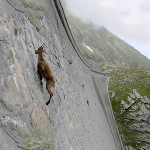 47K views · 884 reactions | The Incredible Ibex Defies Gravity And Climbs A Dam Cr: Dangerous Predators | Dangerous Predators | Facebook