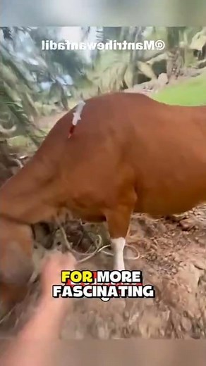 How Vets Give Painless Shots...