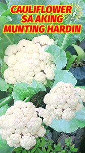 4.4K views · 53 reactions | Backyard gardening of Cauliflower #KabayangManny #Cauliflower #CauliflowerCare #CauliflowerPlant #GardeningTips #PlantCare #GardenUpdate #VegetableGardening #GrowCauliflower #HealthyGardening #HomeGardening #EdibleGardening #OrganicGardening #GardenGrowth #PlantProgress #GardenJournal #VegetablePatch | Kabayang Manny | Facebook