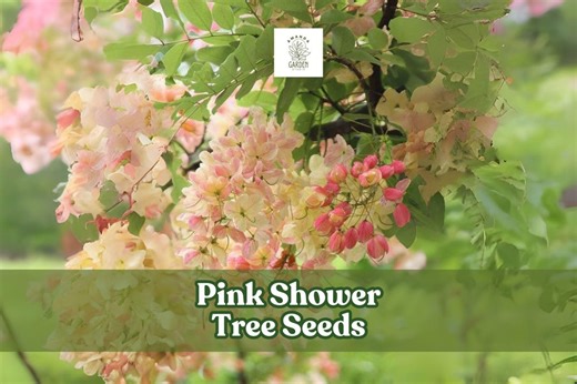 Pink Shower Tree Seeds: Tropical Blooms for Bees & Butterflies - Etsy