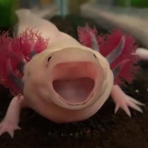 1.6K views · 24 reactions | The axolotl known as the Mexican walking fish, is a neotenic salamander ❤ By @usausausaphoo | Beautiful Earth | Facebook