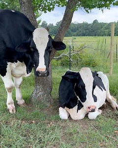 58K views · 8.6K reactions | The sun shack | Shirtless Jake's Homestead | Facebook