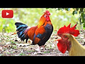 Rooster Crowing Compilation Plus | Rooster Crowing Sounds Effect