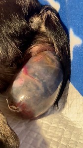 GRAPHIC CONTENT! #newbornpuppy #givingbirth #laboranddelivery #chihuahuapuppy | Mama Bear Chihuahuas