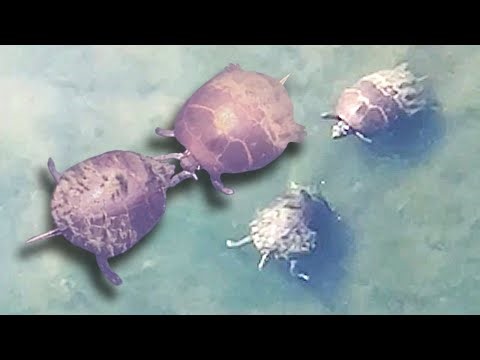 Turtles Get Caught in Slapping Match