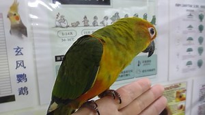 #E Sun Conure – Sc Suap #M Conure Matahari - Handfeed #C 太阳锥尾鹦鹉 -...