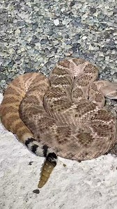 13K views · 217 reactions | My friend helped escort this western...