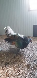 Ocellated turkey 🦃🦃🦃 | Mozumdar agro farm