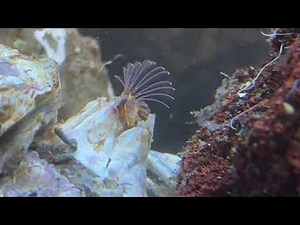 Barnacle feeding