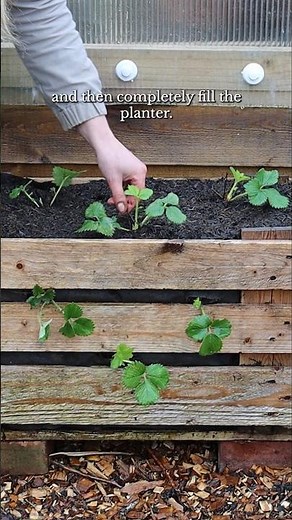🍓 How to Plant a Strawberry Pallet Planter #garden