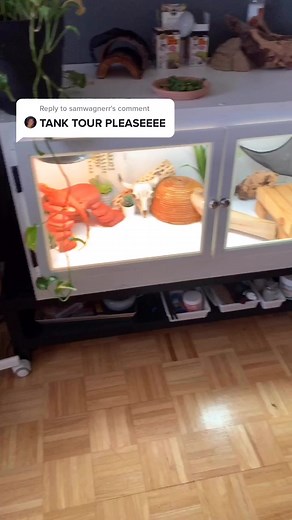 Reply to @samwagnerr #fyp #beardeddragon #beardie #tank #texas