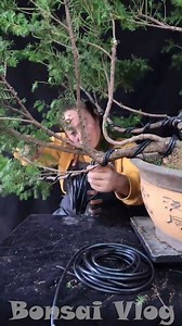 How to create a Bonsai tree (DIY) - Beautiful bonsai bending skills that will surprise you #bonsai | Love Bonsai