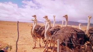 Who knew I could woo Ostriches from across a distant field with a song I sang for my chickens on Kauai. You are Beautiful to me!! I have to say Ostriches have always intimidated me.. but this interaction changed that for me... this is the song I would sing to my laying hens. My chickens would follow me around, and I would sit on the grass and sing this song to them. They would sit around me and begin to sing with me in slow low growling voices bak bauk bak..... cocking their heads sideways looki