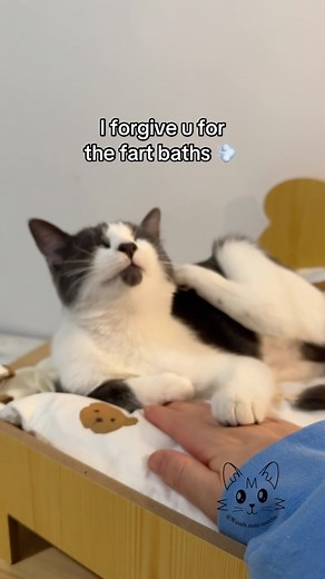 Jelly ASMR 🪼🥹🔊 #fosterkittensofinstagram #babykittens #catsofmontreal #fosterkittens #mtlcats #meowsofcanada #orphankittens #lilmeowmeow #orphankittens #purrpurrpurr | Wasabi.Sushi.Matcha