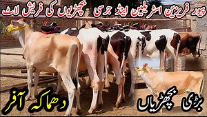 Today || Australian Friesian Jersey Bachria|| Fresh Rate Update||12July 2023||Pk Janwar TV||#dairycow #HFCOW #bigcow #cowforsale #cow #janwarmandi #pashumandi #Cowbaby #CowBabies #CowBabyPrice #Bachrian #Wachian #Calf #Heifers | Pk Janwar TV