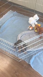 We have a few of our adoptable puppies in the lobby today! Stop by and meet them! | Fond du Lac Humane Society