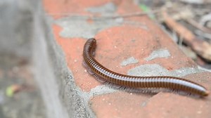 「ミリピードの床上歩行」の動画素材（ロイヤリティフリー）17481499 | Shutterstock