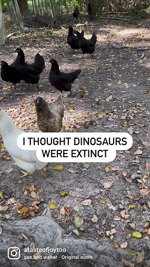 Chickens are close related to dinosaurs so she is really chonkosaurus rex 😂😝. #chicken #backyardchickens #chickensofinstagram #funnyreels #hens #amaraucana #farming | A Taste of Joy - Pinay Hustler
