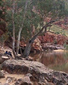 The serene beauty of Ormiston Gorge is phenomenal! Ancient red rocks and huge gumtrees keep watch over the cool, still water under a vibrant blue sky. It's easy to see why this stunning swimming hole is a favourite in Central Australia🙌🇦🇺👌Gotta love the Northern Territory | Frosty's Aussie Adventures