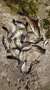 Soil Fish | Kolkata Fishing