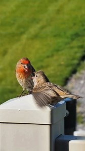 19K views · 157 reactions | not just feeding, it is passing on the hope of life. Adult male House Finch (Haemorhous mexicanus) is regurgitating to feed a juvenile. #housefinch #birds | Birds of nature | Facebook