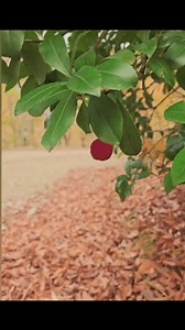arbutus unedo, gros, fruits, fraise des : vidéo de stock (100 % libre de droit) 3983518649 | Shutterstock
