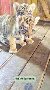 Cat Raises A Tiger Cub, Years Later, This Happened | Community Cop Corner | Facebook
