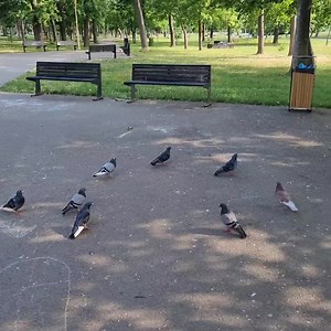 Porumbei în parcul Tăbăcăriei | Romania 360