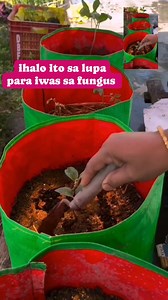 48K views · 350 reactions | Why Turmeric Benefits Plants Natural...