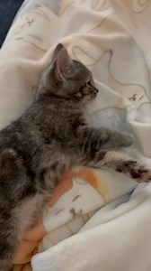 Once a shy hissing kitten this little girl has been socialized into a cuddle kitten! And we love our blanket from @catladybox #fosterkitten #meow #daily #kittenoftheday #kittenlife #kittenlovers #cute #rescue #kittygram #meowlove #kittens #catphotography #cuddlecats #stpetefl #ilovetheburg #wearestpete #pinellascounty #tampabay #available #adoptme #tabbycat #tuxedocat #tortie #sisters | Jens Jellybeans kitten foster