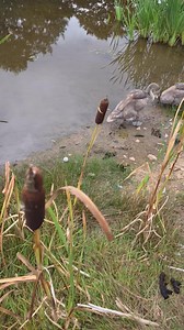 Hate that when your ball goes near some swans and you have to play it #fyp #funny | Rightguys Reviews EXTRA