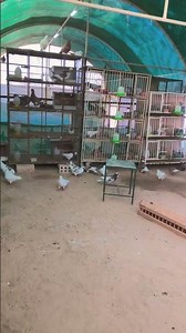 🕊️🕊️ #subodhsu2 #pigeon #viruls #bird #kabootar #vilogpigeon #kabutar #kabootarba #pigeonbird