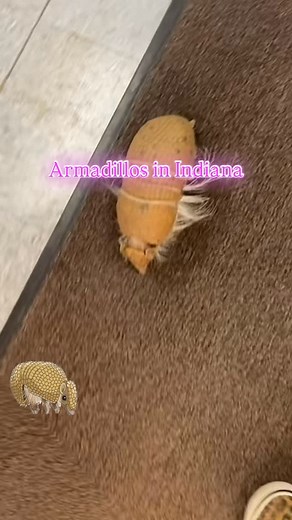 #indianawild #bewild #edutainment #animalsofinstagram #armadilloskeepdigging | Indiana WILD