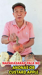 Anonas fruit kahalintulad ng Atis #KabayangManny #Anonas #Atis #AnonasFruit #AnonasDescription #ExoticFruits #TropicalFruit #AnonasFacts #FruitDescription #AnonasDetails #FruitVariety #UniqueFruits #AnonasInfo #FruitLovers #AnonasFeatures #AnonasCharacteristics #DiscoverAnonas #AnonasFruitInfo | Kabayang Manny