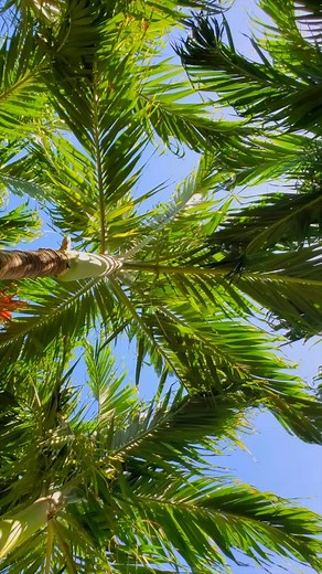 1.2K views · 31 reactions | The Verandah Resort and Spa on Reels | Facebook