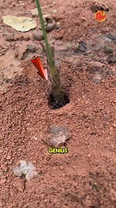 2.9M views · 25K reactions | LANGGAM LANG SAKALAM!  #fblifestyle | Eh Magkano? | Facebook