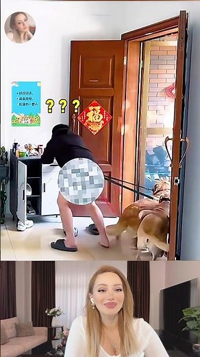 Dog Walking Fails Compilation | Funny Animal Videos