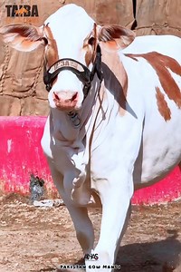 1.5K views · 53 reactions | ماشاءاللّہ✨ رہبر دشت میں شوق کے داخل ہوئے کچھ اسطرح, کہ شوقین اش اش کرتے نظر آئے ہمارے شوق پر Presenting the pair of most adorable Gulabi bachri. FROM, *TAIBA CATTLE FARM*❤ Contact: 03052295559 anasphotography #Pakistancowmandi #Pakistancattlemarket #taibacattlefarm #cowmandi #season2025 | Karachi Cow Mandi Services | Facebook