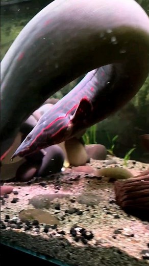 Homer's Hidden Hideout 3 Foot FIRE EEL Cave 🔥