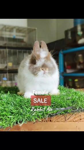Netherland Dwarf Rabbit for Sale: Broken Chocolate Otter