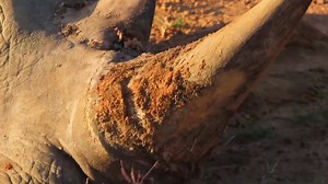 Beautiful rhino bull sleeping #reels #reelsfb #Amazing #trending #trend #wildlife #nature #viral #video #travel | African Bush Kingdom