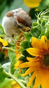 How do you prevent birds from attacking your sunflowers?  Here...