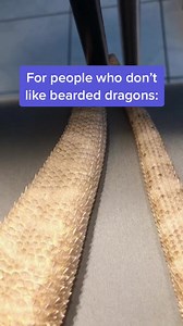 Bearded Dragon Moment 330 : My Cute pet Video. 🐉 😍 🥰 . Rate 1-10 As a Bearded Dragon Lover . #beardeddragon #reptile #exoticpets | Daily Bearded Dragon Show