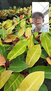 6K views · 197 reactions | PHILODENDRON is a large genus of plants in the family Araceae. The foliage of philodendrons is usually green but may be coppery, red, or purplish; parallel leaf veins are usually green or sometimes red or white. Shape, size, and texture of the leaves vary considerably, depending on species and maturity of the plant #fbvideo2023 #gardening #everyone #followers #highlights #teamangatan #monetization | South Victoria Garden | Facebook