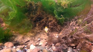 The spotfin butterflyfish is probably the most common of our tropical strays. This tiny one is a recent arrival. By the end of the summer, they will be quarter-sized, and will perish as water temperatures drop in the fall. Hampton Bays, NY | Fish Guy Photos